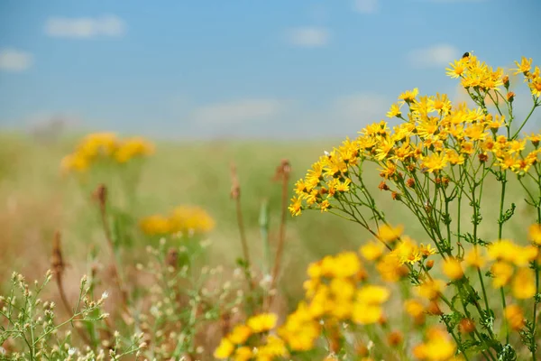 Erba selvatica con fiori gialli - bellissimo paesaggio estivo — Foto Stock
