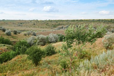 Vahşi çim ve ağaçlar, güzel gökyüzü-doğa ve yaz manzara