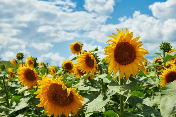 Соняшникове поле - яскраво-жовті квіти, красивий літній пейзаж — стокове фото