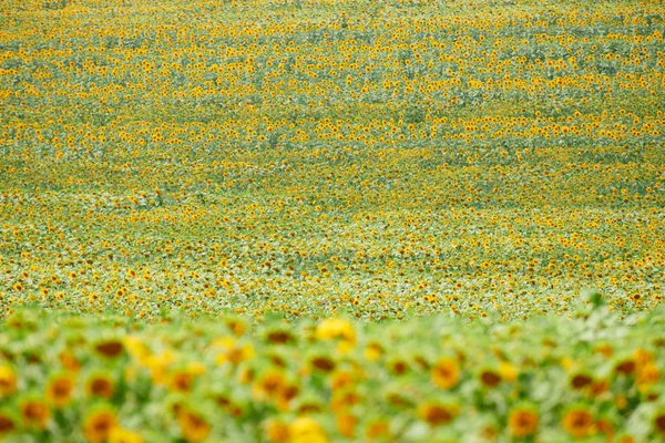 Pole słonecznika-jasne żółte kwiaty, piękny letni krajobraz — Zdjęcie stockowe
