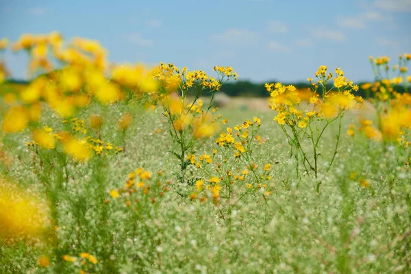 Erba selvatica con fiori gialli - bellissimo paesaggio estivo — Foto Stock