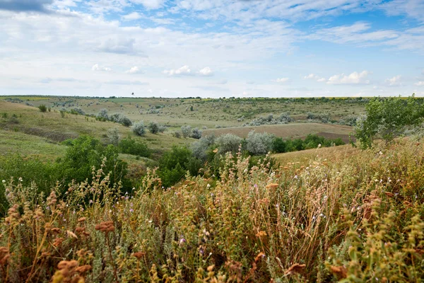 Vild gräs och träd, vacker himmel-natur och sommar landskap — Stockfoto