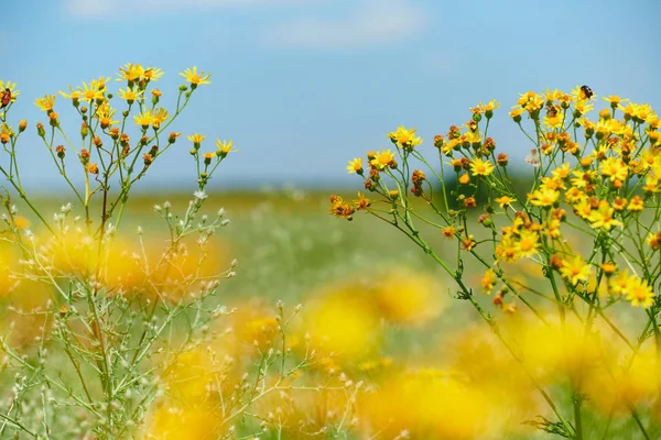 Hierba silvestre con flores amarillas - hermoso paisaje de verano —  Fotos de Stock