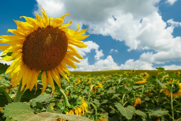 Champ de tournesol fleurs jaune vif, beau paysage d'été — Photo