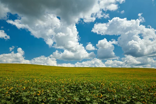 Campo de girasol - flores de color amarillo brillante, hermoso paisaje de verano — Foto de Stock