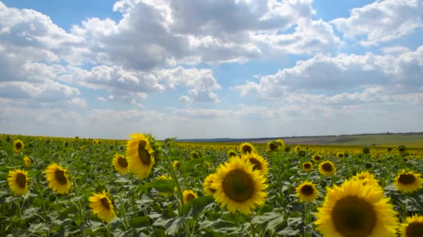 Подсолнечное Поле Ярко Желтые Цветы Красивый Летний Пейзаж — стоковое видео