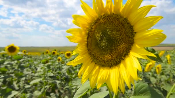 Campo Girasole Fiori Gialli Lucenti Bel Paesaggio Estivo — Video Stock