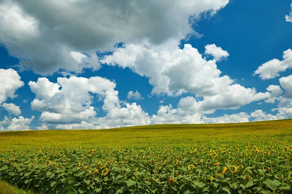 Pole słonecznika-jasne żółte kwiaty, piękny letni krajobraz — Zdjęcie stockowe