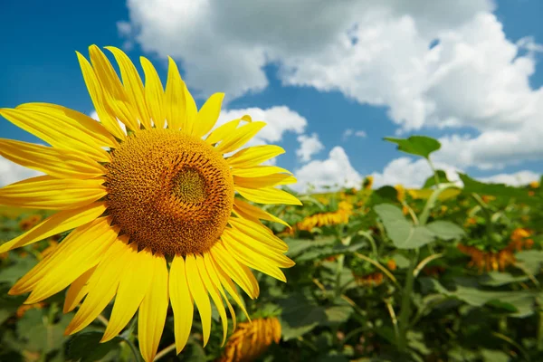 Campo de girassol - flores amarelas brilhantes, bela paisagem de verão — Fotografia de Stock