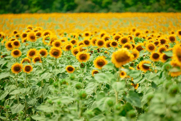 Campo de girasol - flores de color amarillo brillante, hermoso paisaje de verano — Foto de Stock