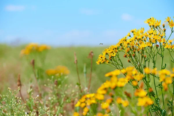 Hierba silvestre con flores amarillas - hermoso paisaje de verano — Foto de Stock