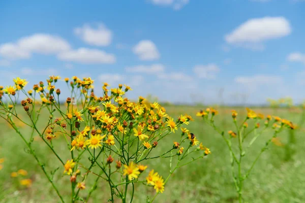 Erba selvatica con fiori gialli - bellissimo paesaggio estivo — Foto Stock