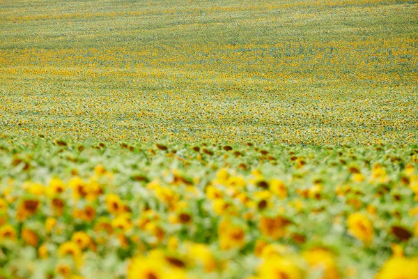 Ηλιέλαιο-φωτεινά κίτρινα λουλούδια, όμορφο καλοκαιρινό τοπίο — Φωτογραφία Αρχείου