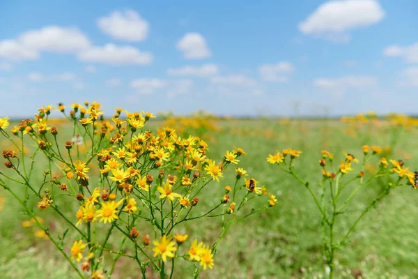 Erba selvatica con fiori gialli - bellissimo paesaggio estivo — Foto Stock