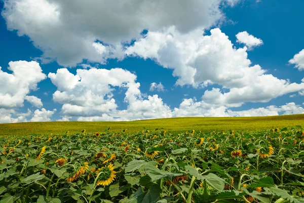 Sonnenblumenfeld - leuchtend gelbe Blüten, schöne Sommerlandschaft — Stockfoto