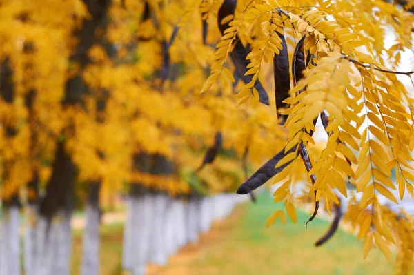 Autumn trees in city park, beautiful nature, fall season, yellow leaves — Stock Photo, Image