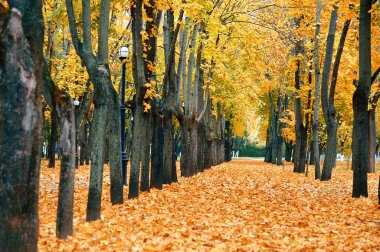 Şehir parkında sonbahar ağaçları, güzel doğa, sonbahar mevsimi, sarı yapraklar