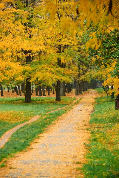 Jesienne drzewa w parku miejskim z chodnik, piękna przyroda, jesień sezonu, żółte liście — Zdjęcie stockowe