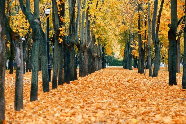 Jesienne drzewa w parku miejskim, piękna przyroda, jesienny sezon, żółte liście — Zdjęcie stockowe