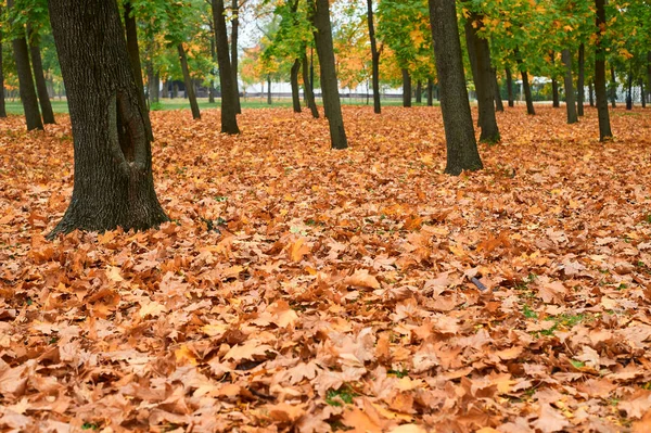 Alberi autunnali nel parco cittadino, bella natura, stagione autunnale, foglie gialle — Foto Stock