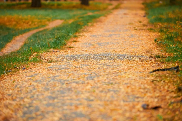 Herbstbäume im Stadtpark mit Fußweg, schöne Natur, Herbstzeit, gelbe Blätter — Stockfoto