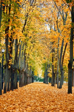 Şehir parkında sonbahar ağaçları, güzel doğa, sonbahar mevsimi, sarı yapraklar