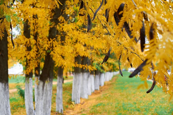 Autumn trees in city park, beautiful nature, fall season, yellow leaves — Stock Photo, Image