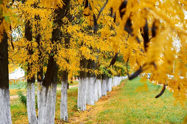 Şehir parkında sonbahar ağaçları, güzel doğa, sonbahar mevsimi, sarı yapraklar — Stok fotoğraf