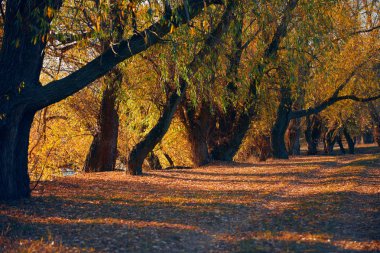 Sonbahar ormanı - güzel vahşi manzara, gün batımında parlak güneş ışığı ve gölgeler, altın düşmüş yaprakları ve dalları, doğa ve sezon detayları.