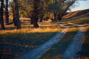 Sonbahar ormanı - güzel vahşi manzara, gün batımında parlak güneş ışığı ve gölgeler, altın düşmüş yaprakları ve dalları, doğa ve sezon detayları.