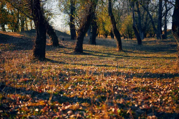 Осінній ліс - красивий дикий пейзаж, яскраве сонячне світло і тіні на заході сонця, золоті опале листя і гілки, деталі природи і сезону . — стокове фото