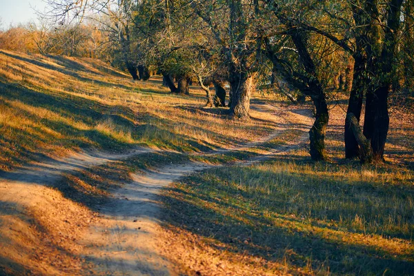 Bosque otoñal: hermoso paisaje salvaje, luz solar brillante y sombras al atardecer, hojas y ramas doradas caídas, detalles de la naturaleza y la temporada . —  Fotos de Stock