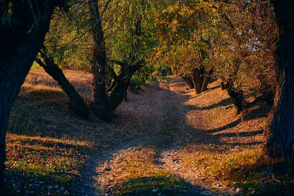 Forêt d'automne - beau paysage sauvage, soleil éclatant et ombres au coucher du soleil, feuilles et branches dorées tombées, nature et détails de saison . — Photo