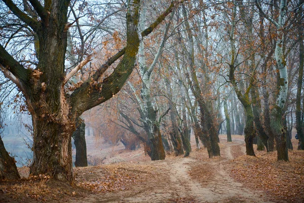 Floresta de outono e nevoeiro perto do rio - paisagem selvagem bonita, folhas caídas douradas e ramos, natureza e detalhes de estação , — Fotografia de Stock