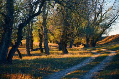 Sonbahar ormanı - güzel vahşi manzara, gün batımında parlak güneş ışığı ve gölgeler, altın düşmüş yaprakları ve dalları, doğa ve sezon detayları.