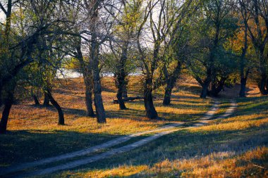 Sonbahar ormanı - güzel vahşi manzara, gün batımında parlak güneş ışığı ve gölgeler, altın düşmüş yaprakları ve dalları, doğa ve sezon detayları.