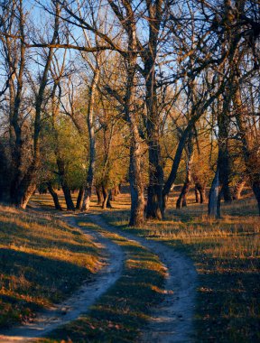 Sonbahar ormanı - güzel vahşi manzara, gün batımında parlak güneş ışığı ve gölgeler, altın düşmüş yaprakları ve dalları, doğa ve sezon detayları.