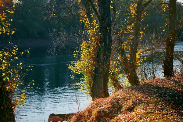 Jesienny Las-piękny dziki krajobraz, jasne światło słoneczne i cienie o zachodzie słońca, Złote opadłe liście i gałęzie, natura i szczegóły sezonu. — Zdjęcie stockowe