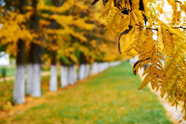 Autumn trees in city park, beautiful nature, fall season, yellow leaves — Stock Photo, Image