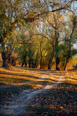 Sonbahar ormanı - güzel vahşi manzara, gün batımında parlak güneş ışığı ve gölgeler, altın düşmüş yaprakları ve dalları, doğa ve sezon detayları.