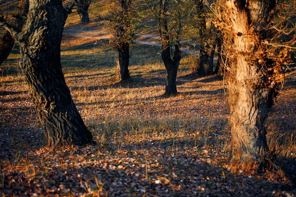 Bosque otoñal: hermoso paisaje salvaje, luz solar brillante y sombras al atardecer, hojas y ramas doradas caídas, detalles de la naturaleza y la temporada . —  Fotos de Stock