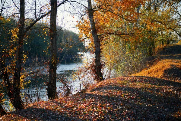 Jesienny Las-piękny dziki krajobraz, jasne światło słoneczne i cienie o zachodzie słońca, Złote opadłe liście i gałęzie, natura i szczegóły sezonu. — Zdjęcie stockowe