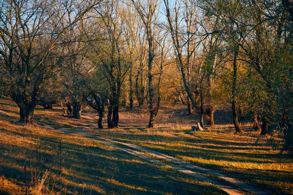 Forêt d'automne - beau paysage sauvage, soleil éclatant et ombres au coucher du soleil, feuilles et branches dorées tombées, nature et détails de saison . — Photo