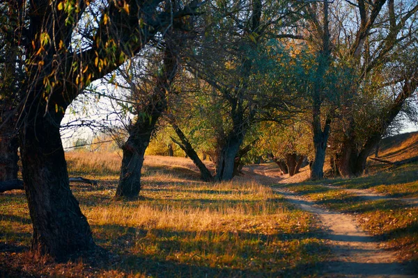Sonbahar ormanı - güzel vahşi manzara, gün batımında parlak güneş ışığı ve gölgeler, altın düşmüş yaprakları ve dalları, doğa ve sezon detayları.