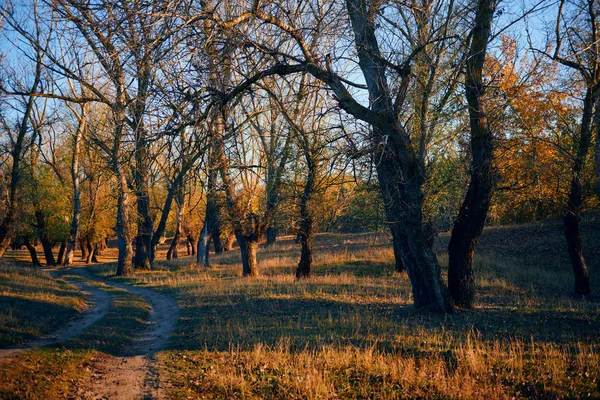 Autumn forest - beautiful wild landscape, bright sunlight and shadows at sunset, golden fallen leaves and branches, nature and season details. — Stock Photo, Image