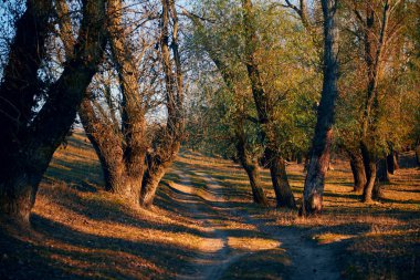 Sonbahar ormanı - güzel vahşi manzara, gün batımında parlak güneş ışığı ve gölgeler, altın düşmüş yaprakları ve dalları, doğa ve sezon detayları.