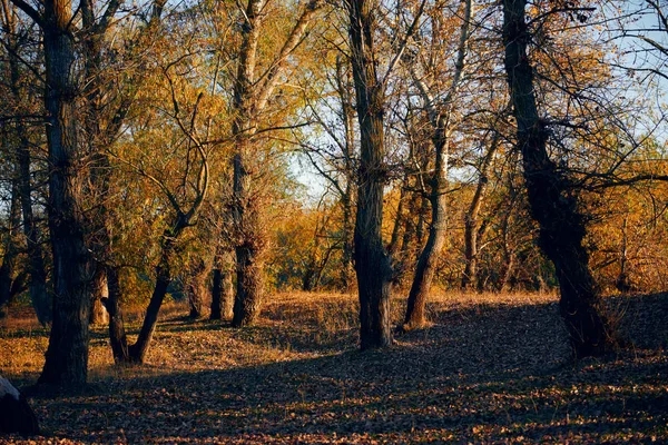 Осінній ліс - красивий дикий пейзаж, яскраве сонячне світло і тіні на заході сонця, золоті опале листя і гілки, деталі природи і сезону . — стокове фото