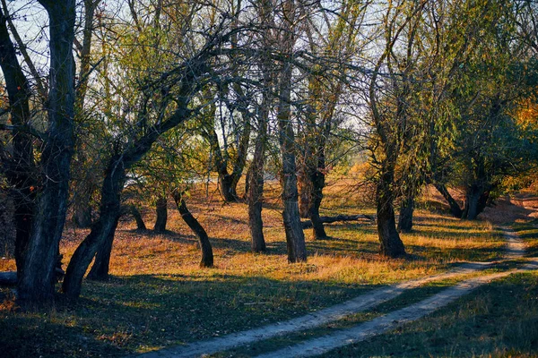 Φθινόπωρο δάσος-όμορφο άγριο τοπίο, φωτεινό ηλιακό φως και σκιές στο ηλιοβασίλεμα, χρυσά πεσμένα φύλλα και κλαδιά, φύση και λεπτομέρειες σεζόν. — Φωτογραφία Αρχείου