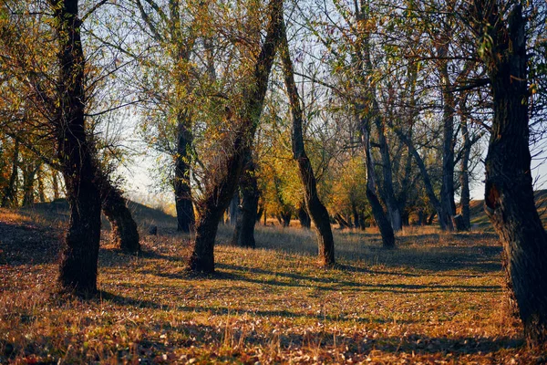 Осінній ліс - красивий дикий пейзаж, яскраве сонячне світло і тіні на заході сонця, золоті опале листя і гілки, деталі природи і сезону . — стокове фото