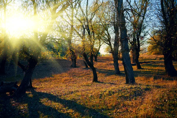 Forêt d'automne - beau paysage sauvage, soleil éclatant et ombres au coucher du soleil, feuilles et branches dorées tombées, nature et détails de saison . — Photo